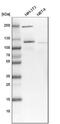 Putative ribosomal RNA methyltransferase NOP2 antibody, NBP1-92192, Novus Biologicals, Western Blot image 