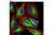 Tubulin Alpha 1b antibody, 8058S, Cell Signaling Technology, Immunofluorescence image 