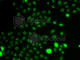 ETV1 antibody, A7184, ABclonal Technology, Immunofluorescence image 