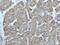 GDNF Family Receptor Alpha 3 antibody, 25379-1-AP, Proteintech Group, Immunohistochemistry paraffin image 
