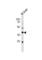 ABI Family Member 3 antibody, abx034928, Abbexa, Western Blot image 