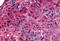 G Protein-Coupled Receptor 27 antibody, MBS246736, MyBioSource, Immunohistochemistry frozen image 