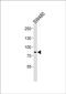 Oxidation Resistance 1 antibody, PA5-72405, Invitrogen Antibodies, Western Blot image 