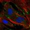 Nidogen 2 antibody, HPA058772, Atlas Antibodies, Immunofluorescence image 