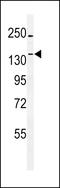 Tau Tubulin Kinase 1 antibody, LS-C157003, Lifespan Biosciences, Western Blot image 