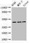 Fibromodulin antibody, CSB-PA008755LA01HU, Cusabio, Western Blot image 