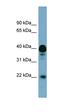 Adenylate Kinase 3 antibody, orb326129, Biorbyt, Western Blot image 