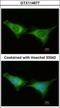 Proteasome 26S Subunit, ATPase 6 antibody, GTX114677, GeneTex, Immunocytochemistry image 