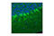 Huntingtin antibody, 2773S, Cell Signaling Technology, Immunofluorescence image 