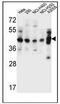 GTF2H2 Family Member C, Copy 2 antibody, AP51972PU-N, Origene, Western Blot image 