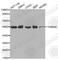 Tubulin Alpha 4a antibody, A0278, ABclonal Technology, Western Blot image 