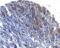 Prune Exopolyphosphatase 1 antibody, ALX-804-823-C050, Enzo Life Sciences, Immunohistochemistry frozen image 