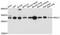 Ras Suppressor Protein 1 antibody, abx126501, Abbexa, Western Blot image 