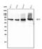 Moesin antibody, M00766, Boster Biological Technology, Western Blot image 