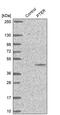 Phosphotriesterase Related antibody, PA5-58226, Invitrogen Antibodies, Western Blot image 