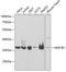 Aldose reductase antibody, 15-283, ProSci, Western Blot image 