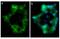 Cadherin 1 antibody, 701134, Invitrogen Antibodies, Immunofluorescence image 