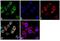 Integrin Subunit Alpha L antibody, MA5-17949, Invitrogen Antibodies, Immunofluorescence image 