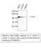 POU Class 2 Homeobox 1 antibody, STJ96991, St John