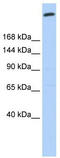 Golgin B1 antibody, TA339419, Origene, Western Blot image 