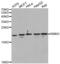 RNA Binding Motif Protein 3 antibody, abx004547, Abbexa, Western Blot image 