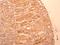 Interleukin 17F antibody, NBP2-27327, Novus Biologicals, Immunohistochemistry frozen image 