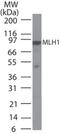 MutL Homolog 1 antibody, NB100-56552, Novus Biologicals, Western Blot image 