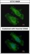 Sorting Nexin 18 antibody, GTX119426, GeneTex, Immunofluorescence image 