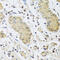 IL-4 antibody, abx006302, Abbexa, Western Blot image 