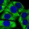 Ribosomal Protein L24 antibody, PA5-62450, Invitrogen Antibodies, Immunofluorescence image 