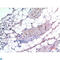 SMAD Family Member 3 antibody, LS-C813729, Lifespan Biosciences, Immunohistochemistry paraffin image 