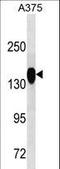 CD13 antibody, LS-C159072, Lifespan Biosciences, Western Blot image 