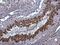 T antibody, PA5-78422, Invitrogen Antibodies, Immunohistochemistry frozen image 