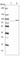 Kelch Domain Containing 4 antibody, HPA041665, Atlas Antibodies, Western Blot image 