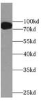 Sp1 Transcription Factor antibody, FNab08131, FineTest, Western Blot image 