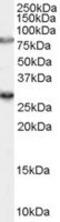 Synaptic Vesicle Glycoprotein 2A antibody, MBS420382, MyBioSource, Western Blot image 