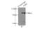 FMR1 Autosomal Homolog 1 antibody, 13194-1-AP, Proteintech Group, Immunoprecipitation image 