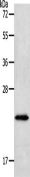 Neurogenin 1 antibody, CSB-PA100644, Cusabio, Western Blot image 