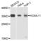 Homeobox A11 antibody, LS-C332310, Lifespan Biosciences, Western Blot image 