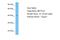 Methyltransferase Like 22 antibody, A12251, Boster Biological Technology, Western Blot image 