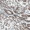 Activating Transcription Factor 3 antibody, NBP2-34489, Novus Biologicals, Immunohistochemistry paraffin image 