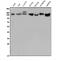 Low Density Lipoprotein Receptor antibody, A00076-2, Boster Biological Technology, Western Blot image 
