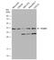 Poly(RC) Binding Protein 3 antibody, NBP2-19716, Novus Biologicals, Western Blot image 