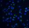 Apoptotic chromatin condensation inducer in the nucleus antibody, 2219, QED Bioscience, Immunofluorescence image 