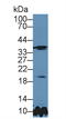 TIMP Metallopeptidase Inhibitor 3 antibody, LS-C296677, Lifespan Biosciences, Western Blot image 