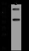 FCH And Double SH3 Domains 1 antibody, 206639-T34, Sino Biological, Western Blot image 