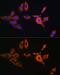 Arrestin Beta 2 antibody, GTX64830, GeneTex, Immunofluorescence image 