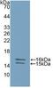 IL-12 antibody, MBS2001688, MyBioSource, Western Blot image 