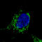 Citrate Synthase antibody, AMAb91005, Atlas Antibodies, Immunofluorescence image 