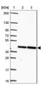 Carcinoembryonic Antigen Related Cell Adhesion Molecule 18 antibody, NBP2-32471, Novus Biologicals, Western Blot image 